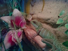 Devil and Nugget