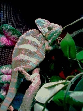 Veild Chameleon
