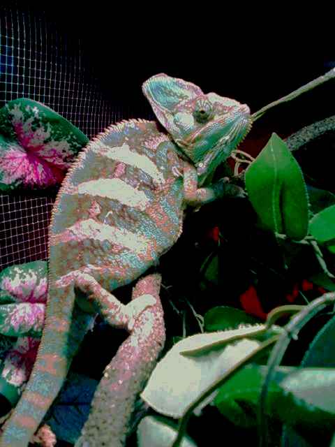 Veild Chameleon