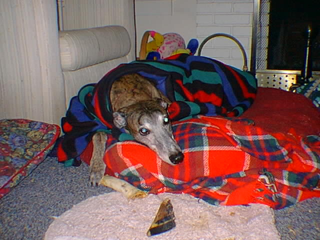 Parker and his Circle of Grey Healing Blanket