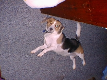 Daisy
