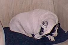 Zorra