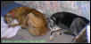 Parker and Annie Resting 1/22/03