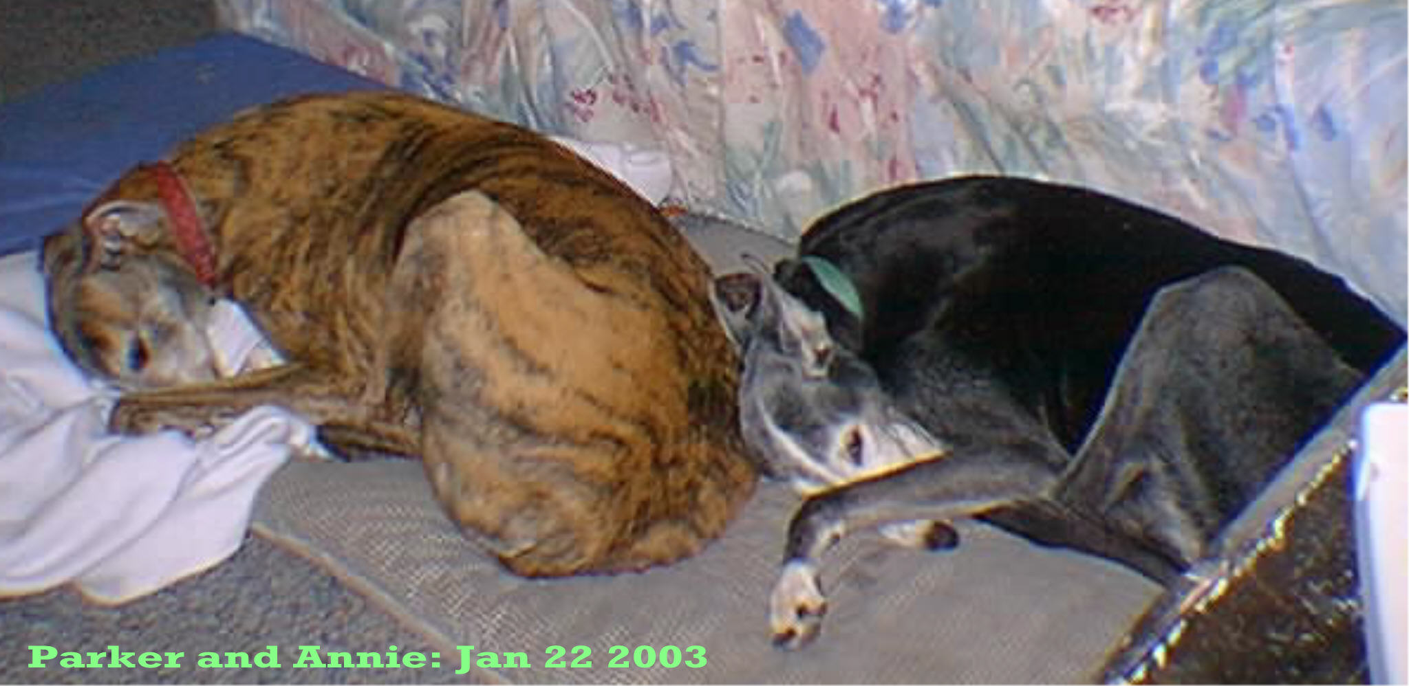 Parker and Annie Resting 1/22/03