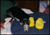 Annie & Her Pups
