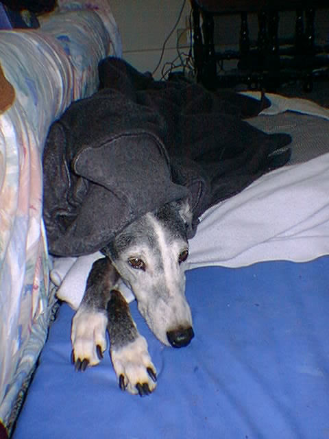 Miss Annie in her Healing Blanket