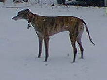 Parker on Snow 22403