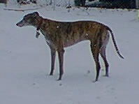 Parker on Snow 22403