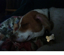 Timmy at Rest