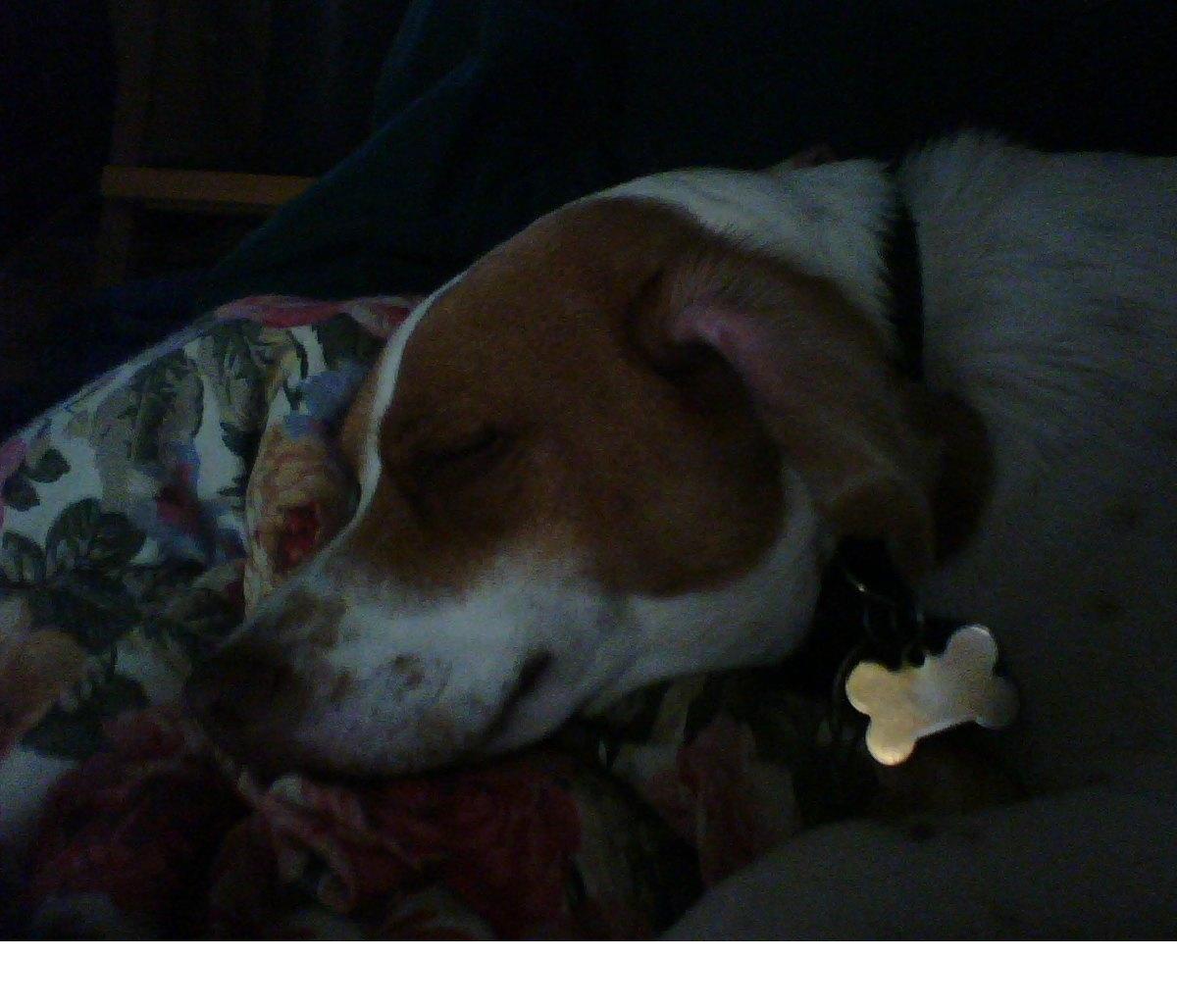 Timmy at Rest