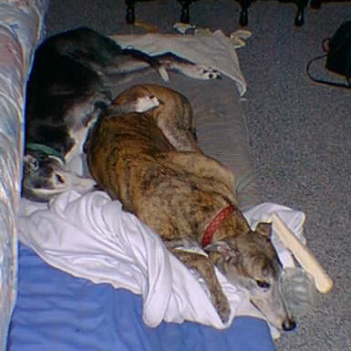 Bunkies 2