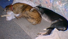 Bunkies 3