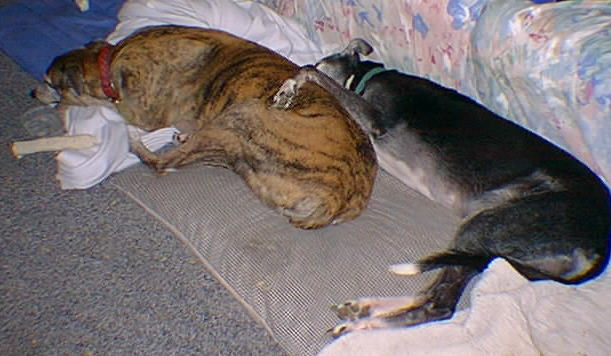 Bunkies 3