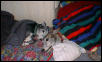 Greyt Minds, Bright Eyes, Healing Blankets