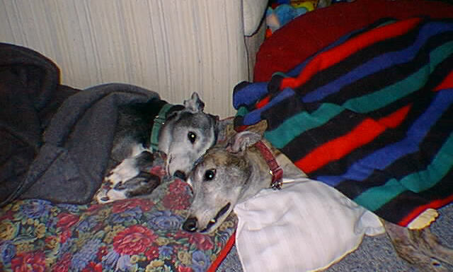 Greyt Minds, Bright Eyes, Healing Blankets