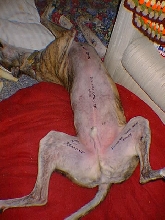 Parker Before Surgery 2/24/03
