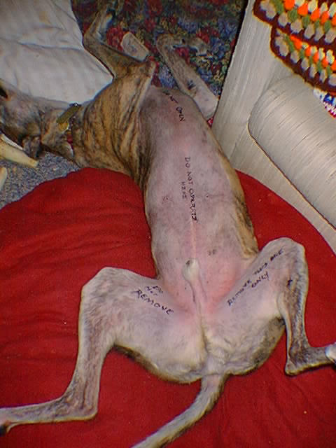 Parker Before Surgery 2/24/03
