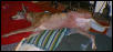 Parker 3 3 03 Full View Post Op