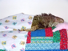 Iggi asleep in her bed