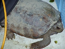 unknown turtle