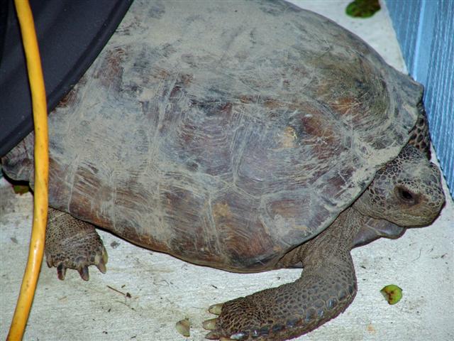 unknown turtle