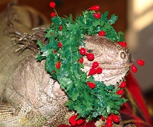 Deck the ig with boughs of holly!