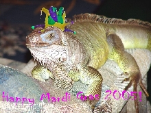 Happy Mardi Gras 2005