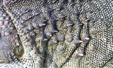 Closeup of Tubercular scales