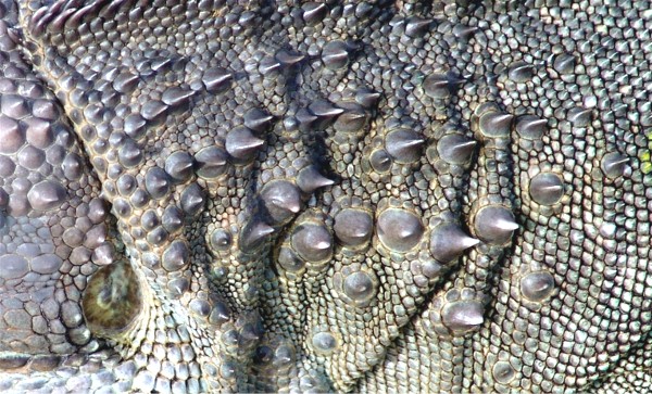 Closeup of Tubercular scales