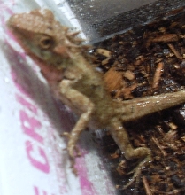 Wat kinda lizard is this?