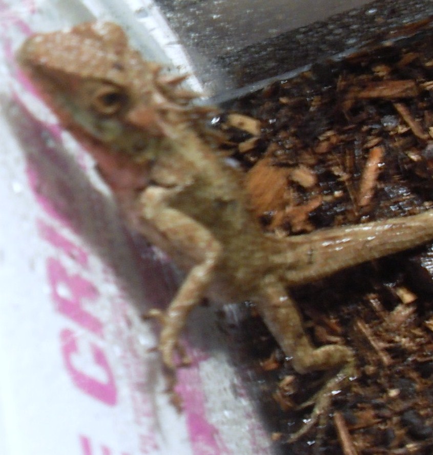Wat kinda lizard is this?
