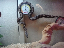 Motley Just chillen