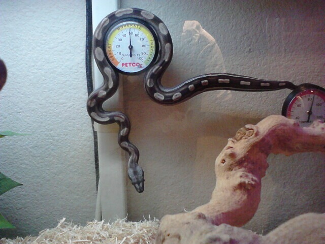 Motley Just chillen