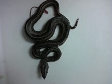 New born baby columbian redtail x Argentine boa