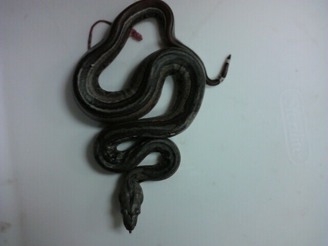 New born baby columbian redtail x Argentine boa