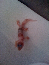 babygecko1month