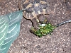 hermanns tort