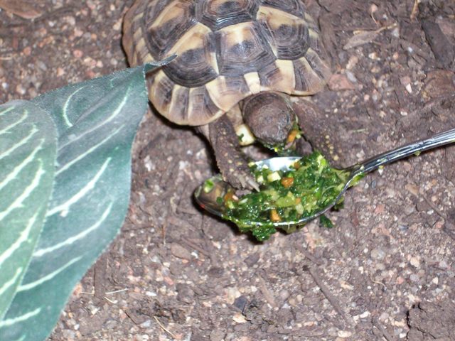 hermanns tort