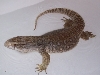 sav monitor
