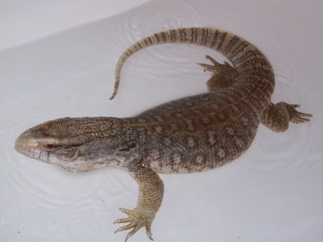 sav monitor