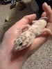kermitss6month