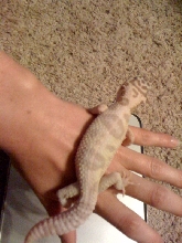 kermit 6months
