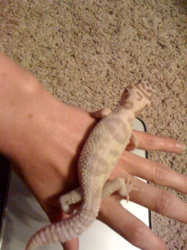 kermit 6months
