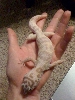 kermit again6mths