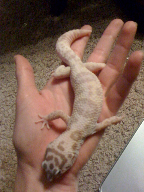 kermit again6mths