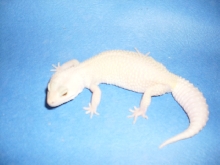 blizzard w/flash