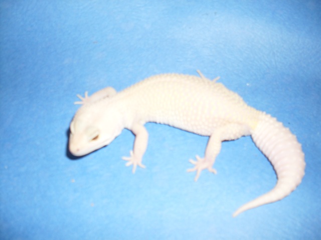 blizzard w/flash