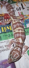 albino mack snow