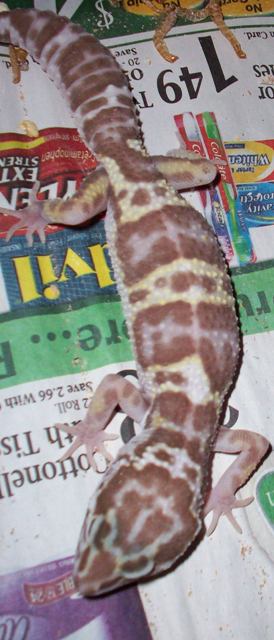 albino mack snow