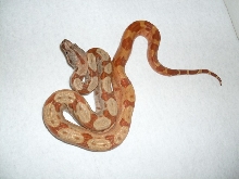 pos spr hypo1210